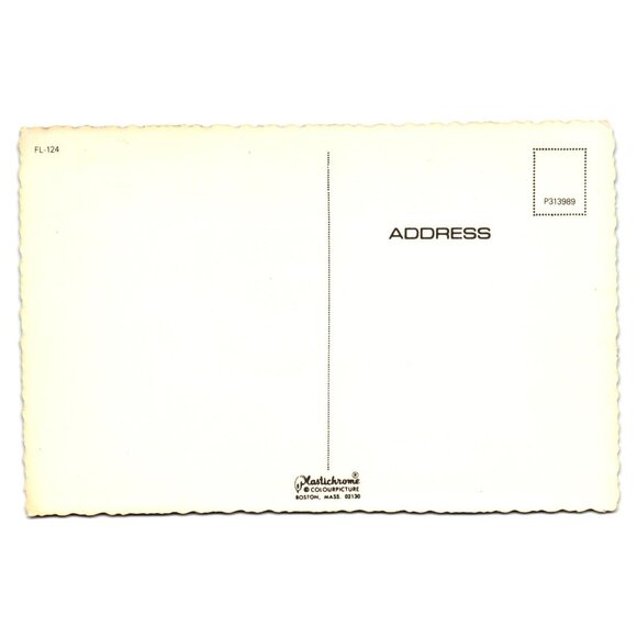 Vintage Florida Sunfish Sailing Postcard Beach Core Vacation Tourist Ocean Boat - Picture 2 of 2